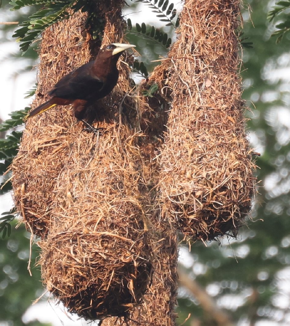 Chestnut-headed Oropendola - ML646158045