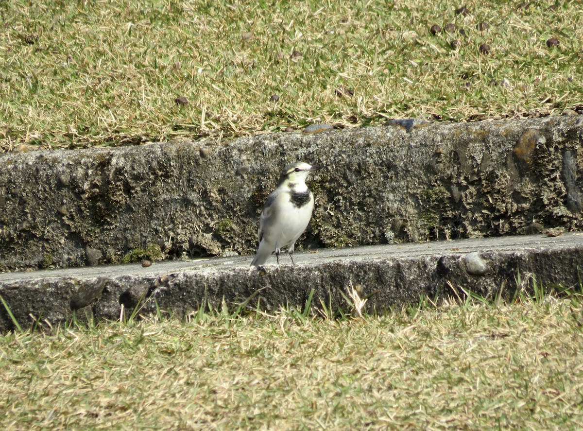 白鶺鴒 - ML646158046