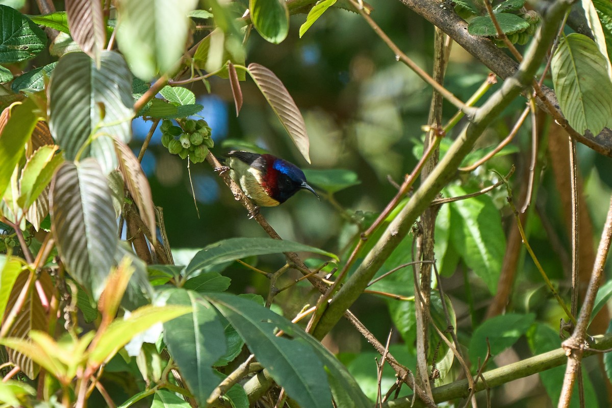 Black-throated Sunbird - ML646158047