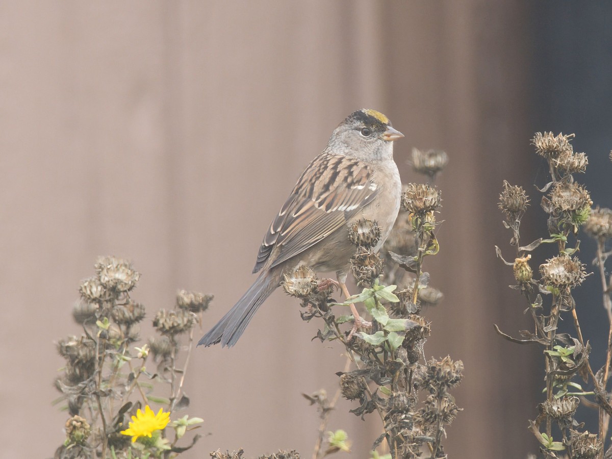 Golden-crowned Sparrow - ML646158048