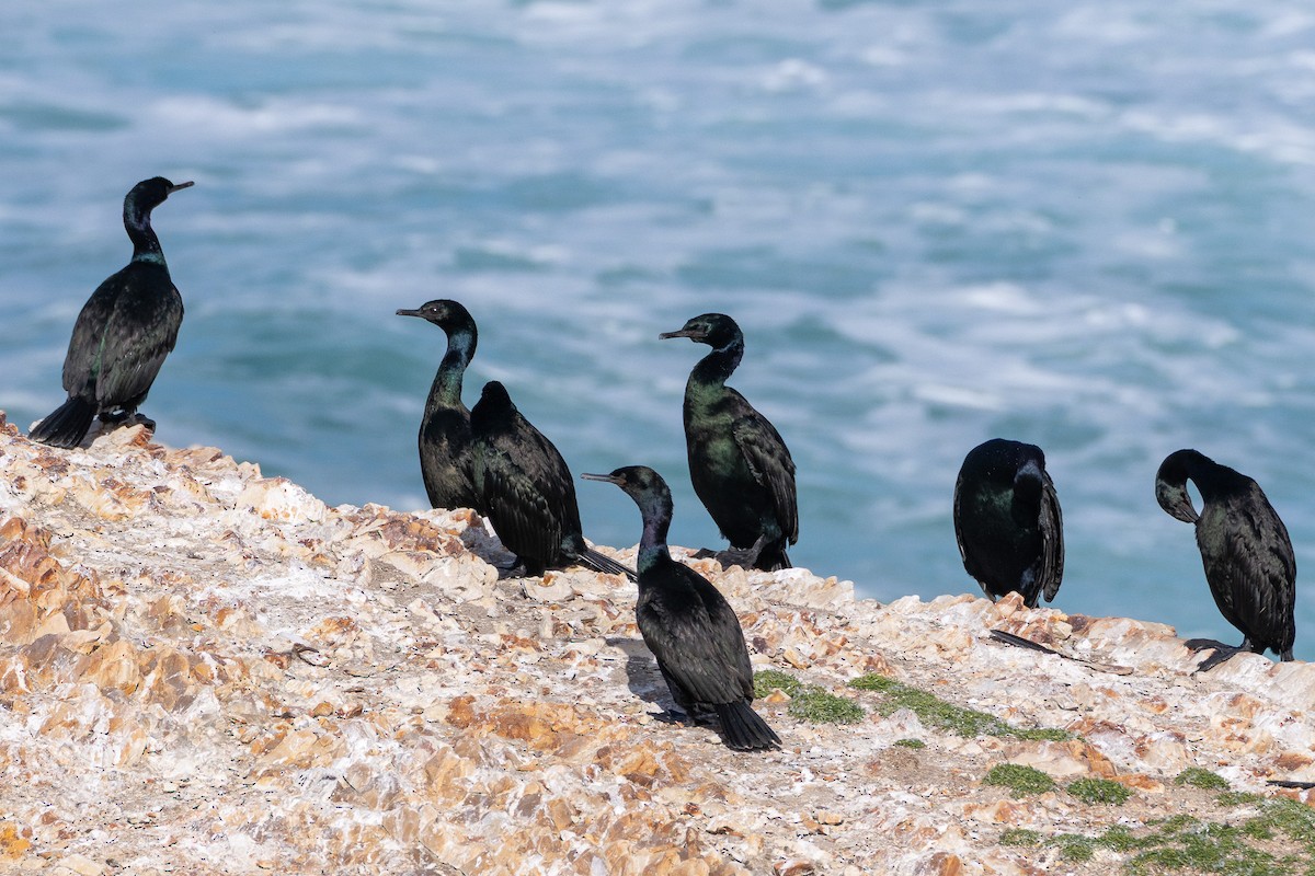 Pelajik Karabatak - ML646158052