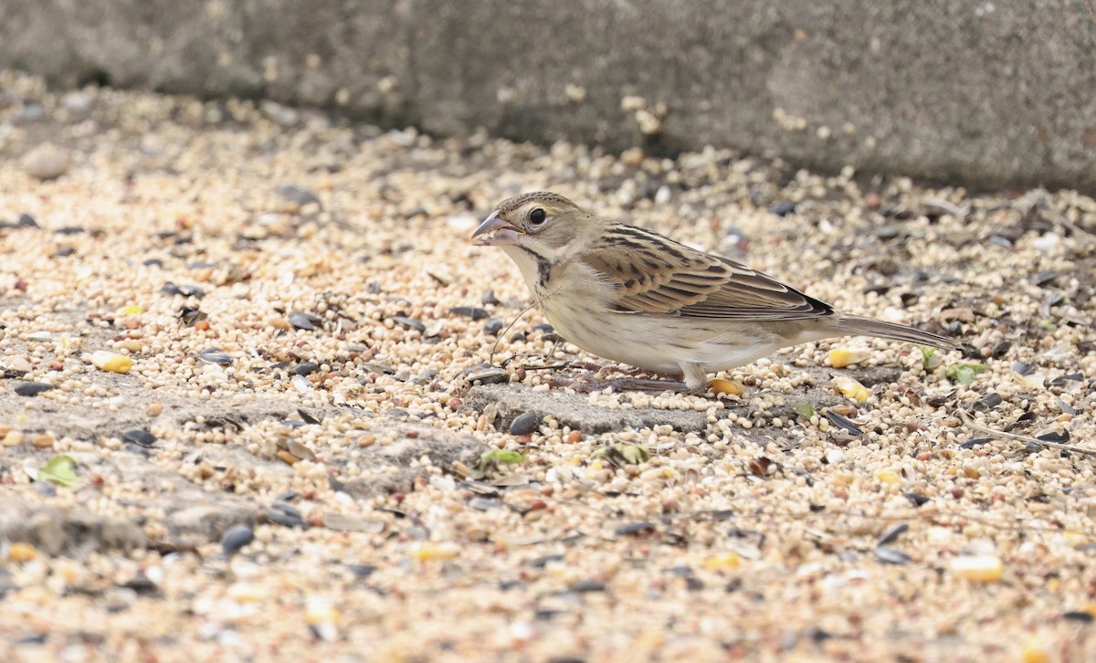Dickcissel - ML646158054