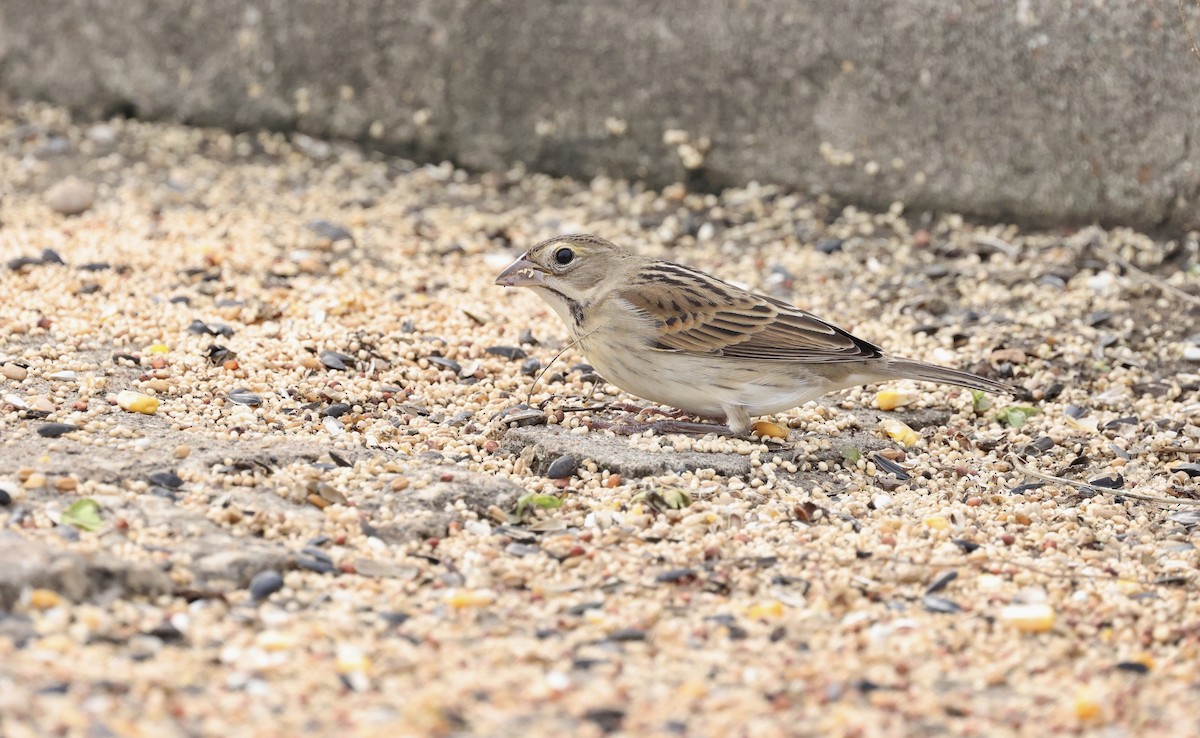 Dickcissel - ML646158055