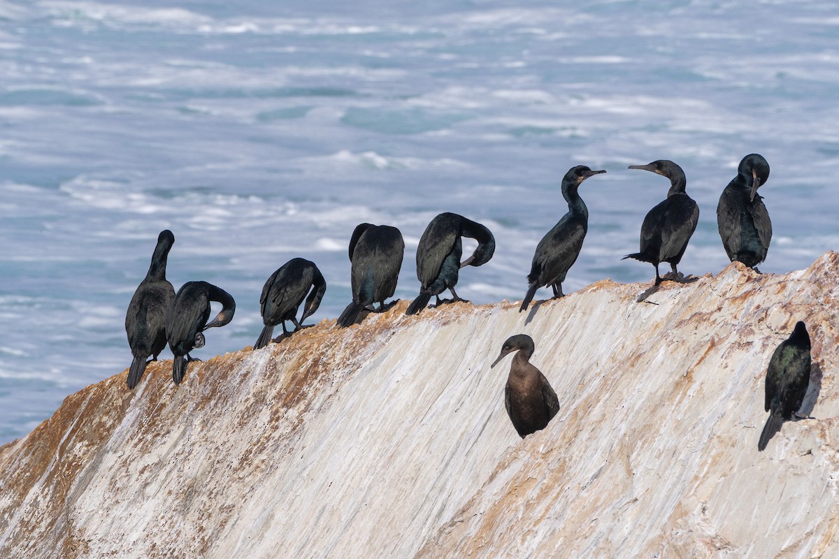 Brandt Karabatağı - ML646158057