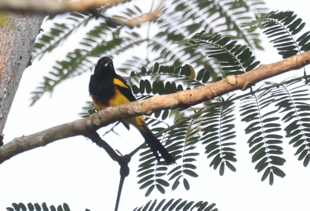 Black-cowled Oriole - ML646158063