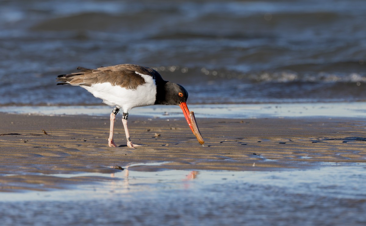 ústřičník americký - ML646158065