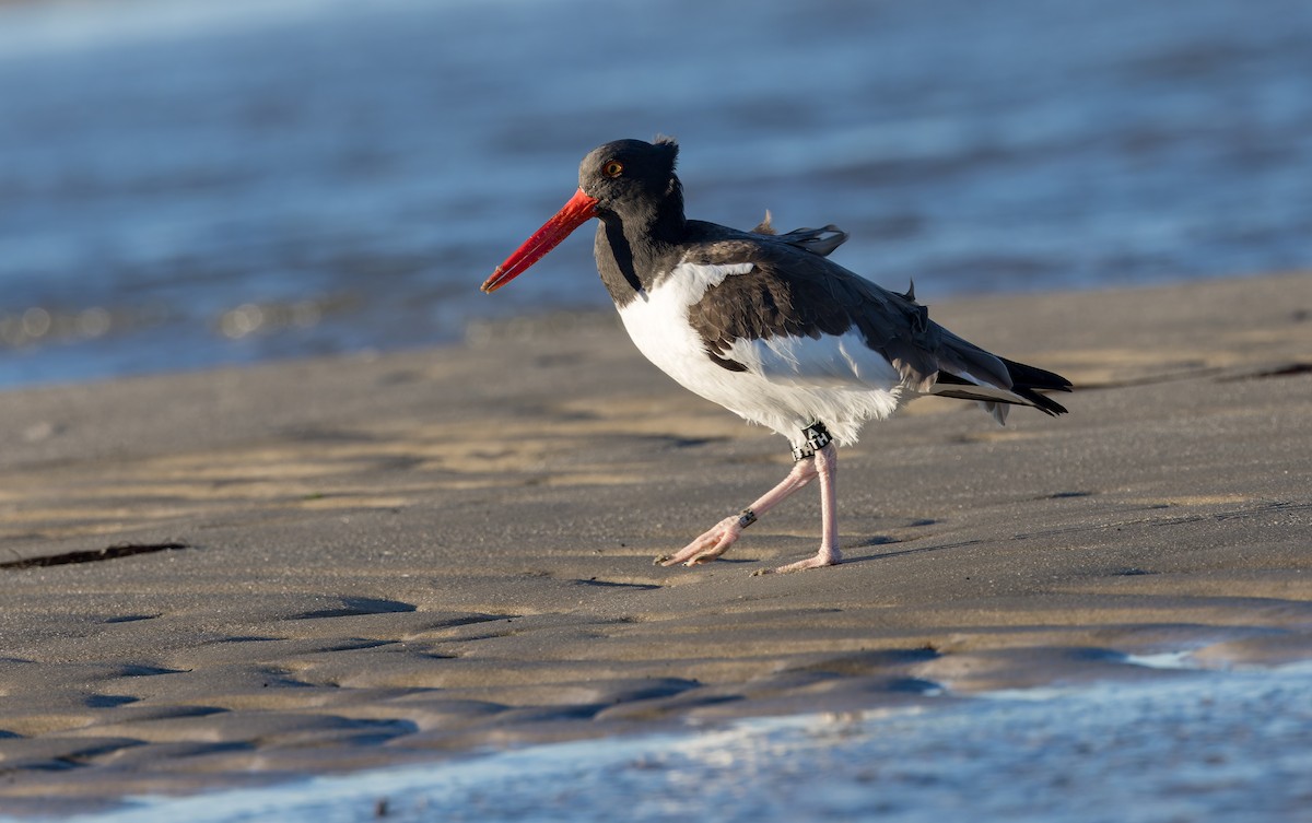 ústřičník americký - ML646158066