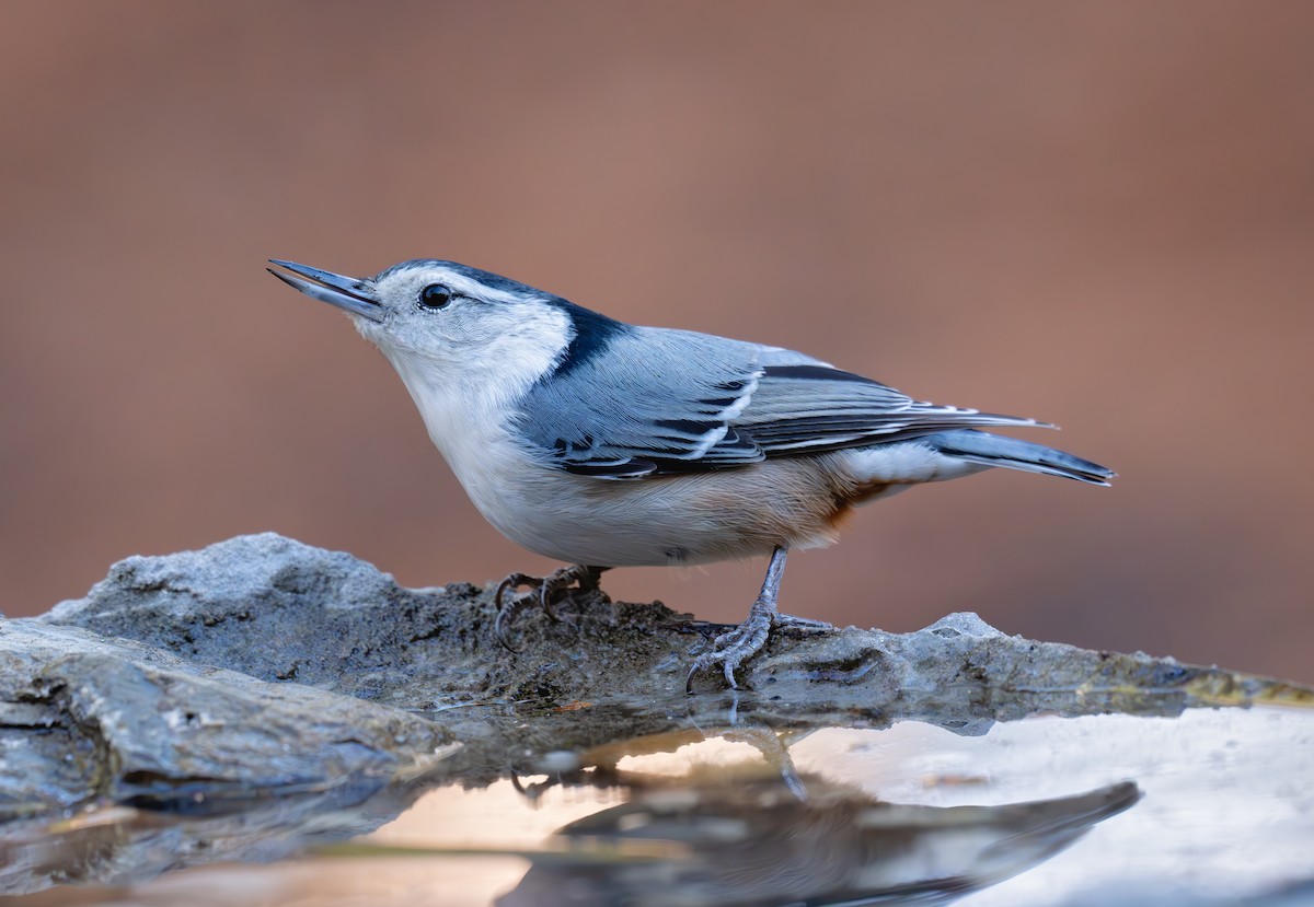 White-breasted Nuthatch (Eastern) - ML646158073