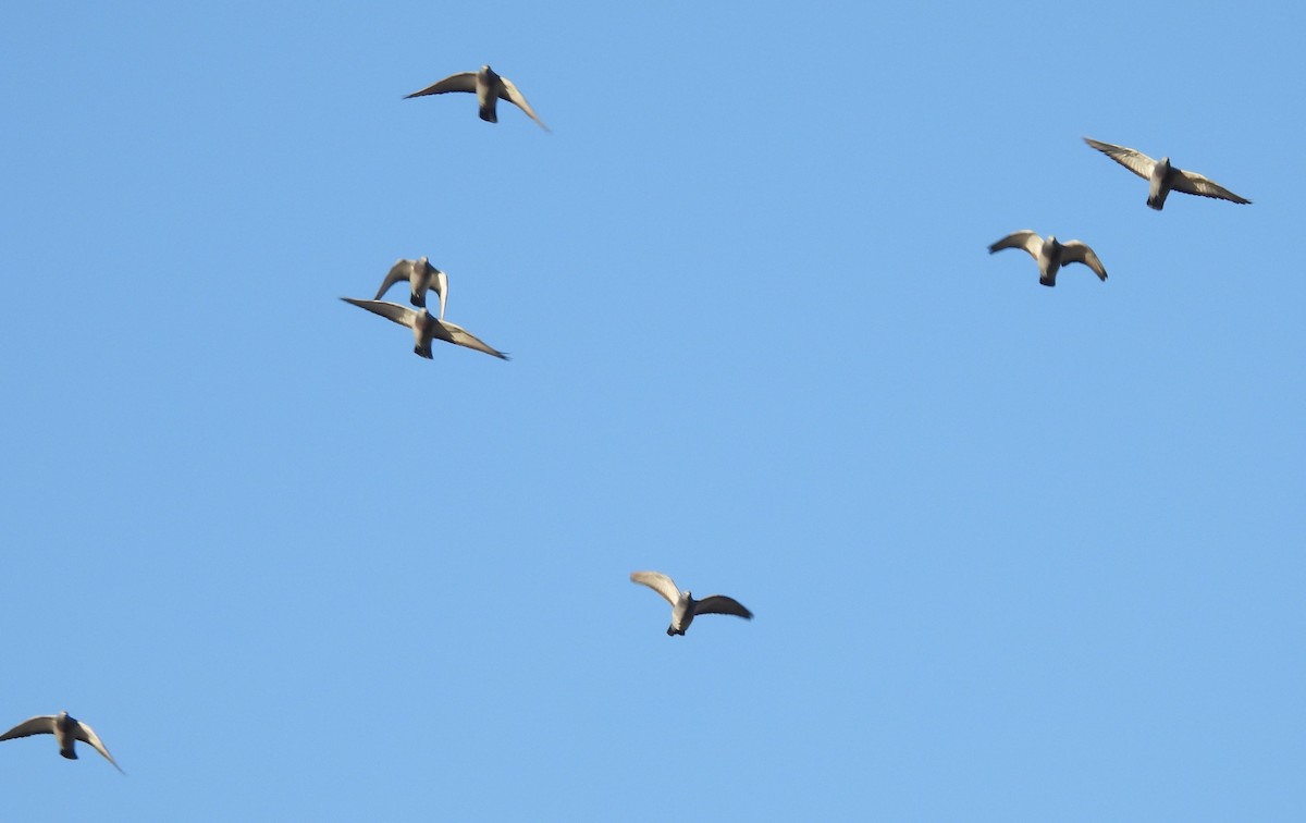 Rock Pigeon (Feral Pigeon) - ML646158074