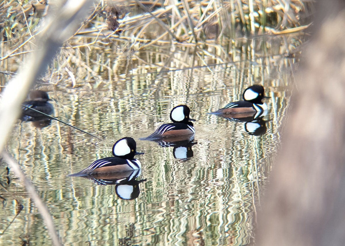 Hooded Merganser - ML646158083