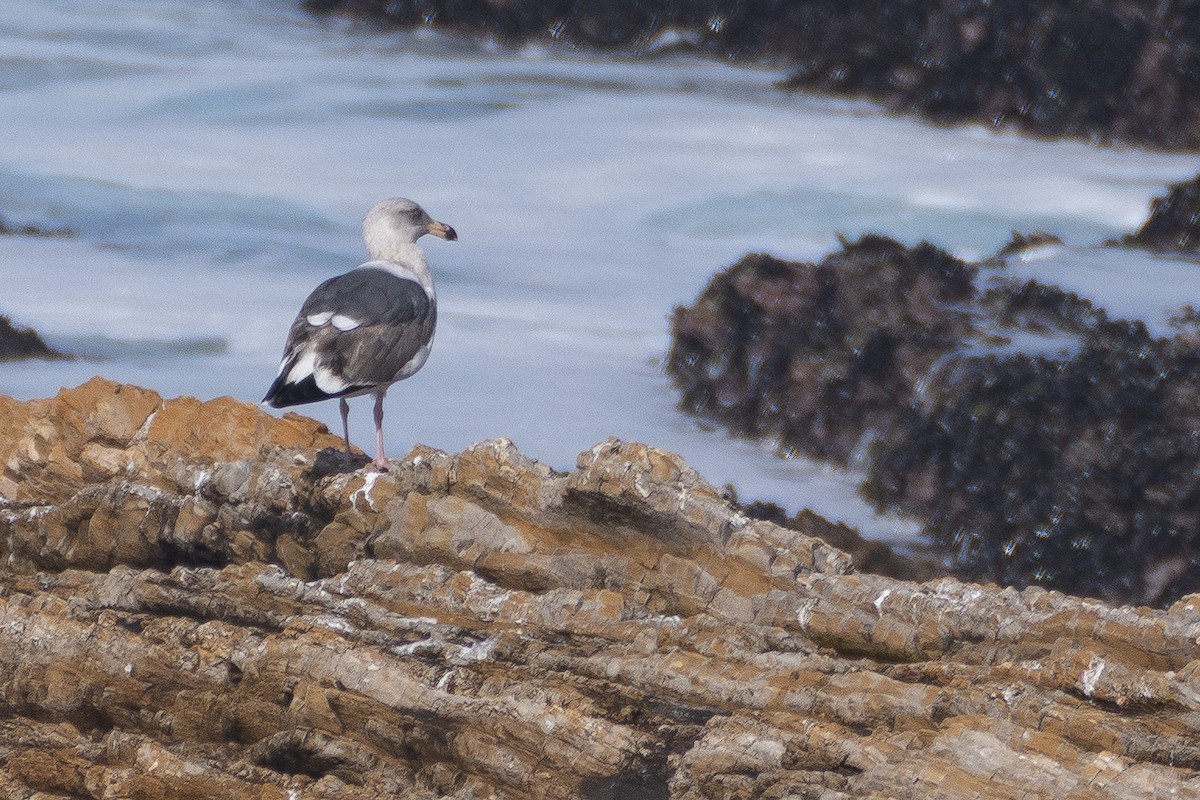 アメリカオオセグロカモメ - ML646158085