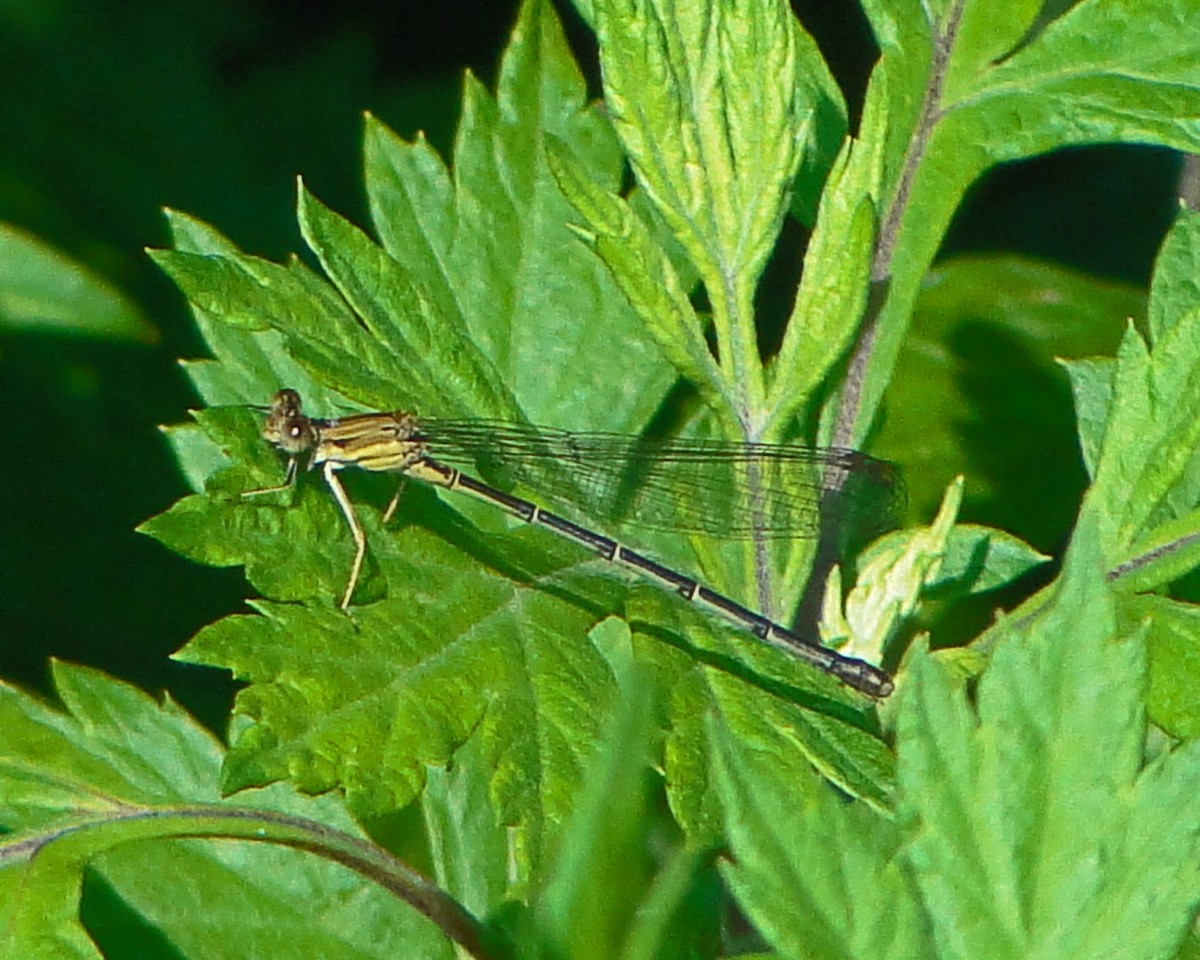Blue-fronted Dancer - ML646158086