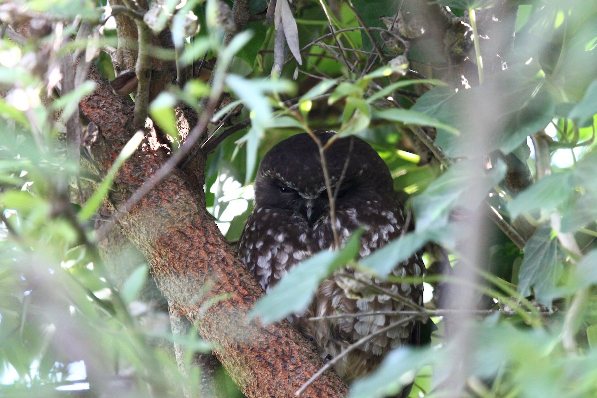 Tasmanian Boobook - ML646158093