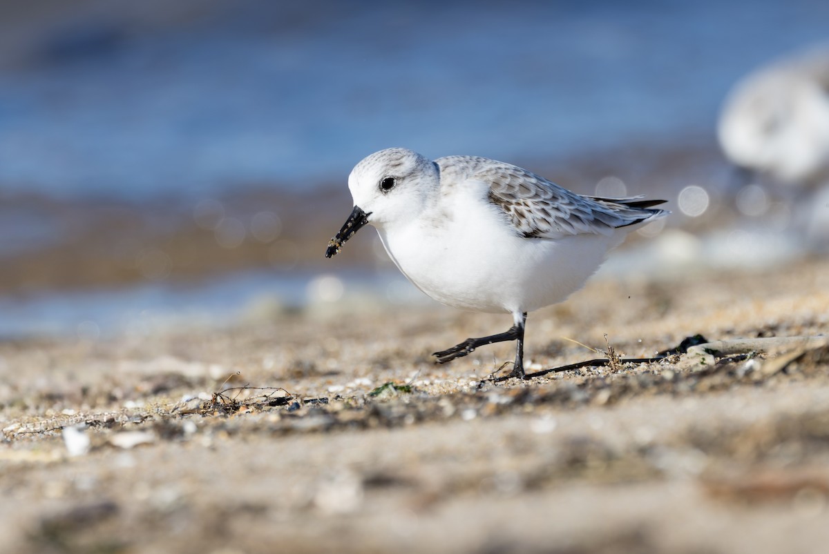 Sanderling - ML646158095