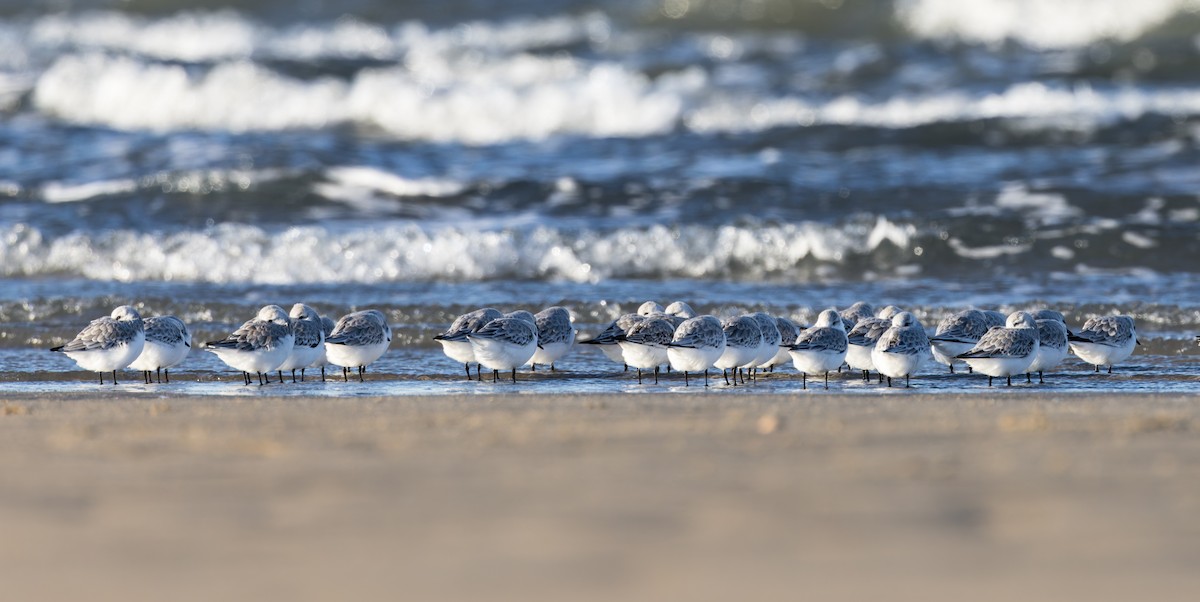 Sanderling - ML646158096