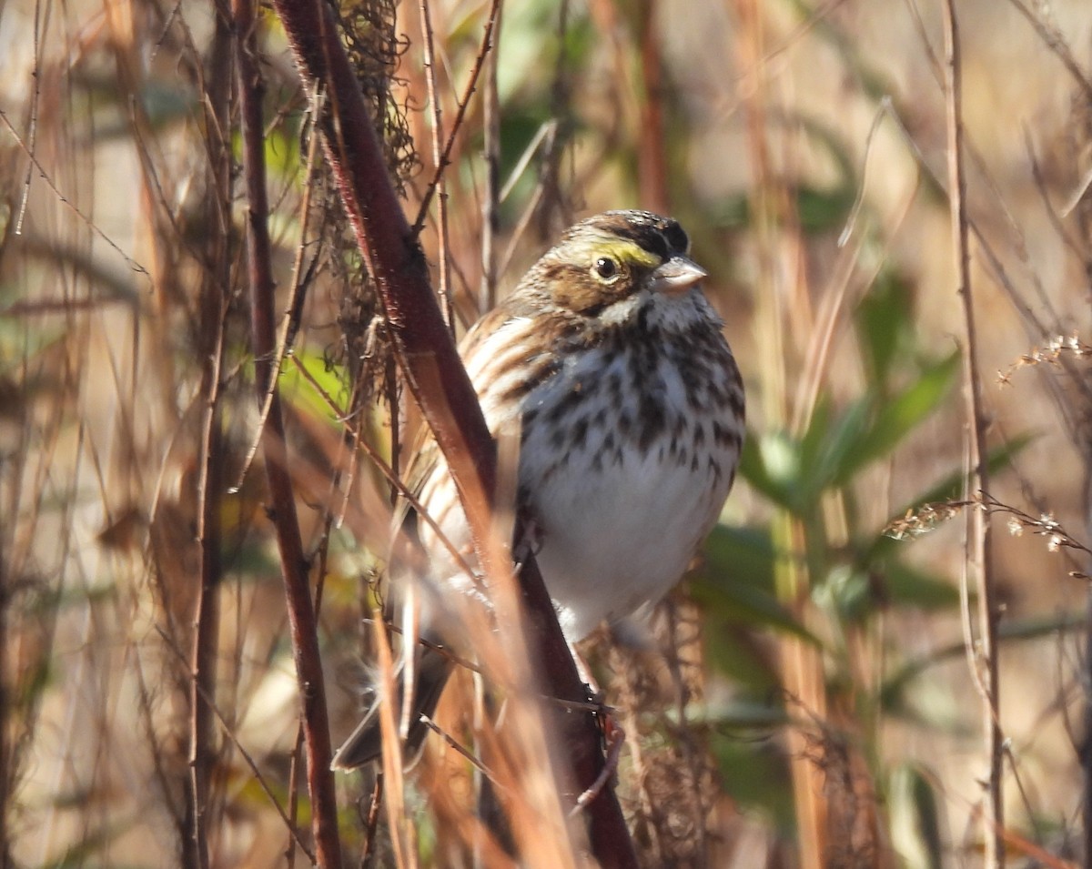Savannah Sparrow - ML646158097