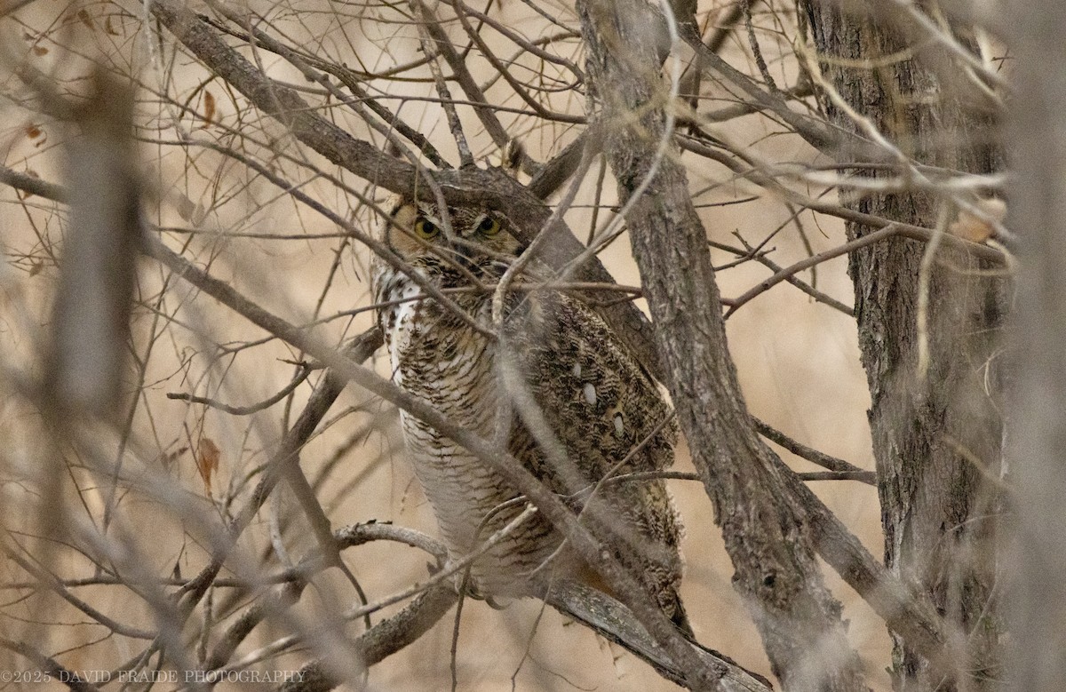 Great Horned Owl - ML646158098