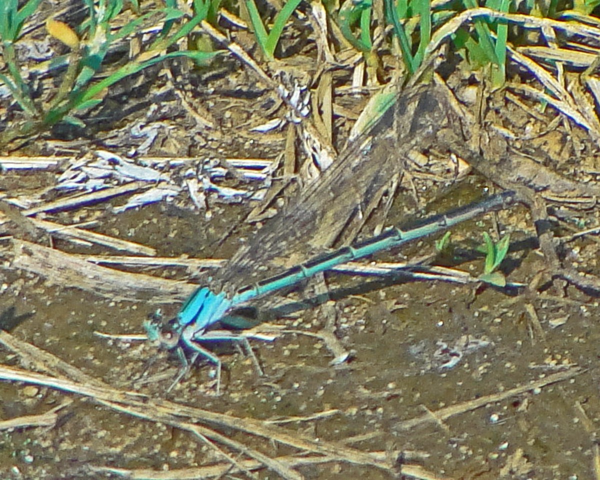 Familiar Bluet - ML646158100