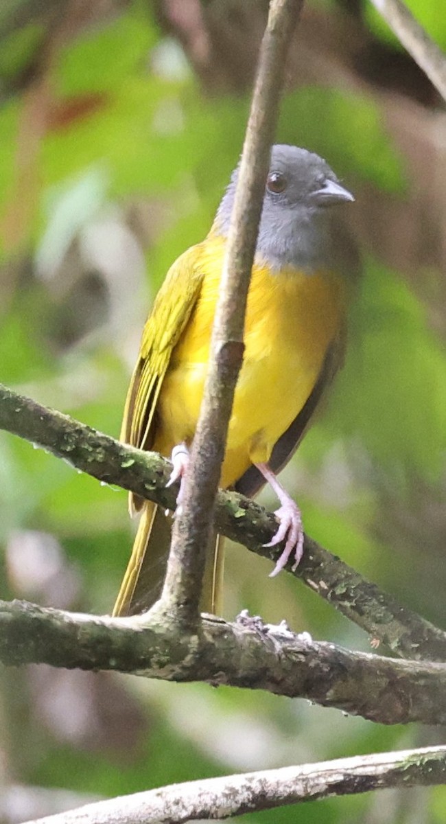Gray-headed Tanager - ML646158107