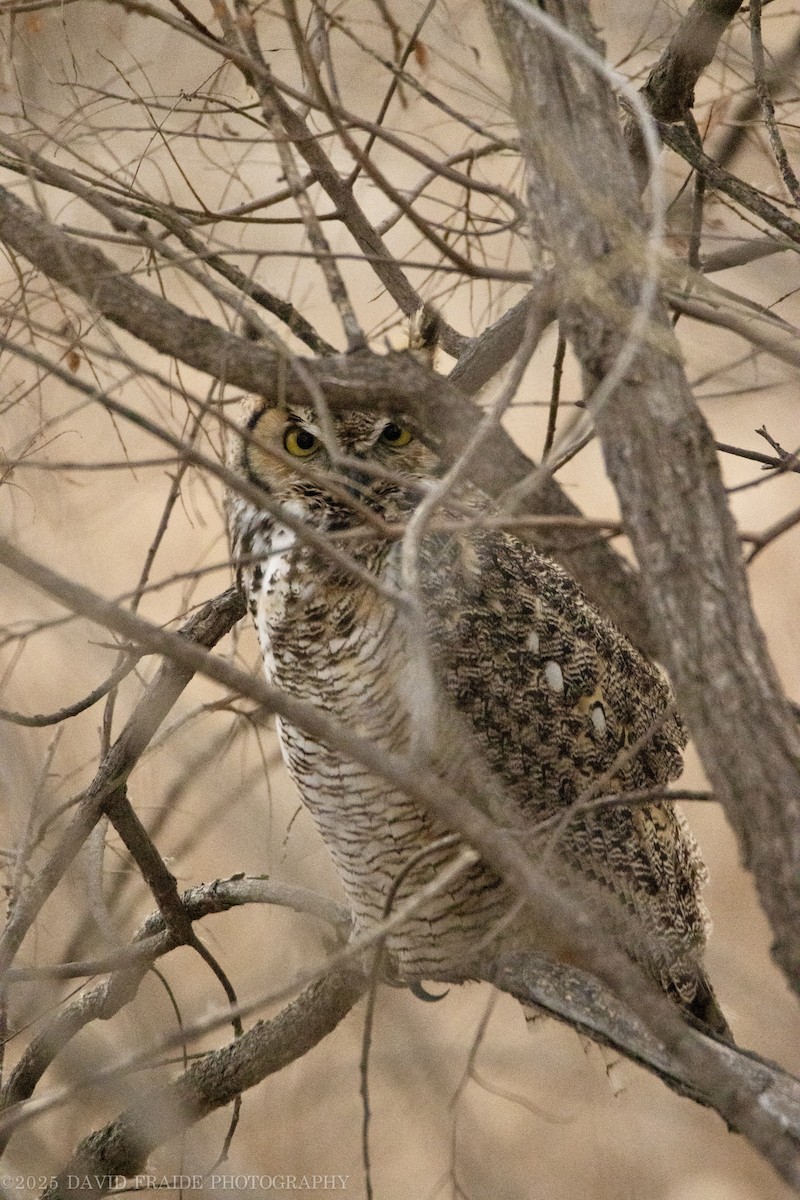 Great Horned Owl - ML646158109