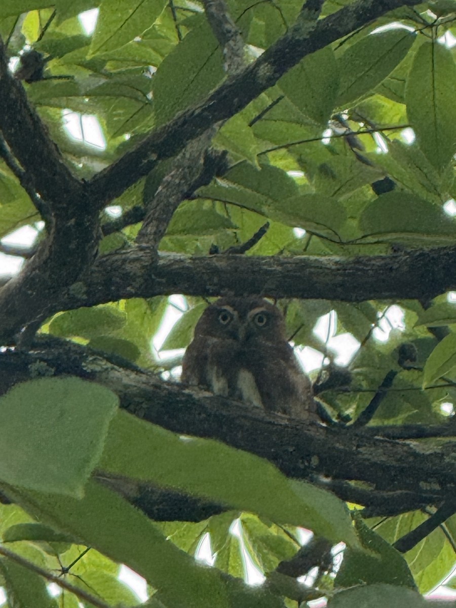 Ferruginous Pygmy-Owl - ML646158113