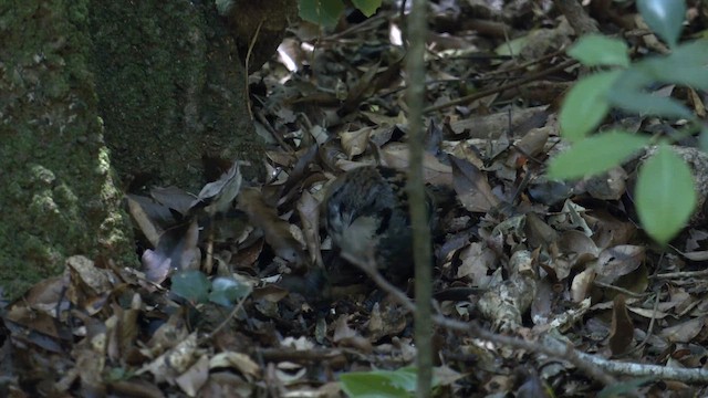 Australian Logrunner - ML646158117