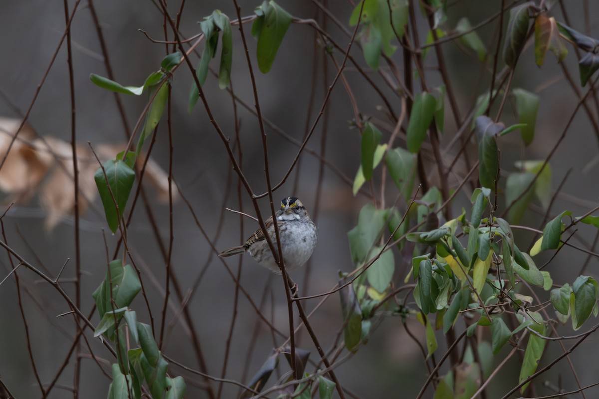 Bruant à gorge blanche - ML646158120
