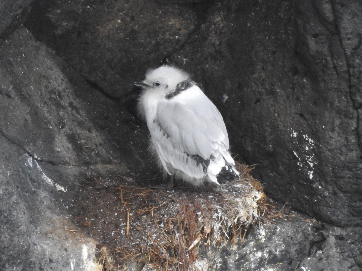 Kara Ayaklı Martı - ML646158121