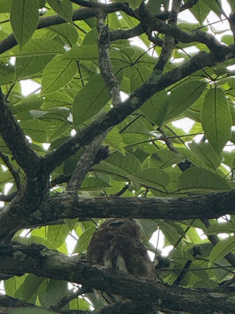 Ferruginous Pygmy-Owl - ML646158124