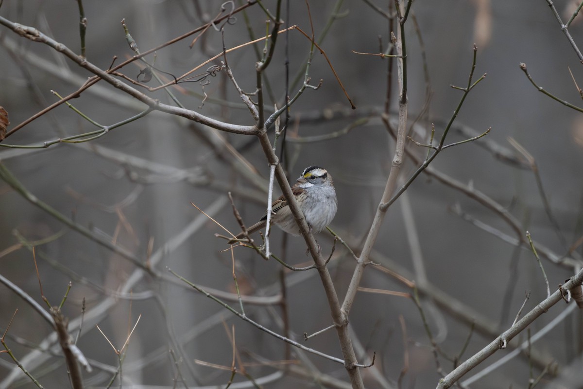 Bruant à gorge blanche - ML646158125