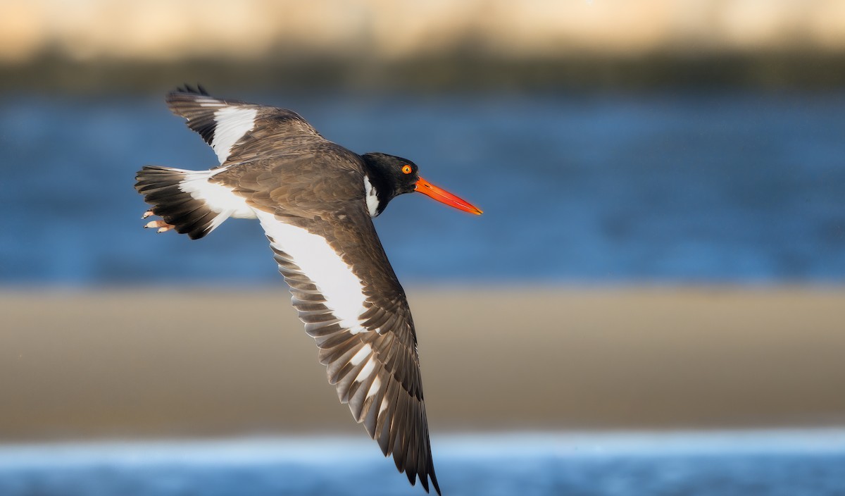 ústřičník americký - ML646158126