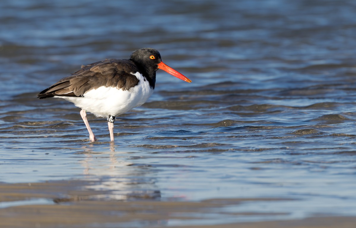 ústřičník americký - ML646158128