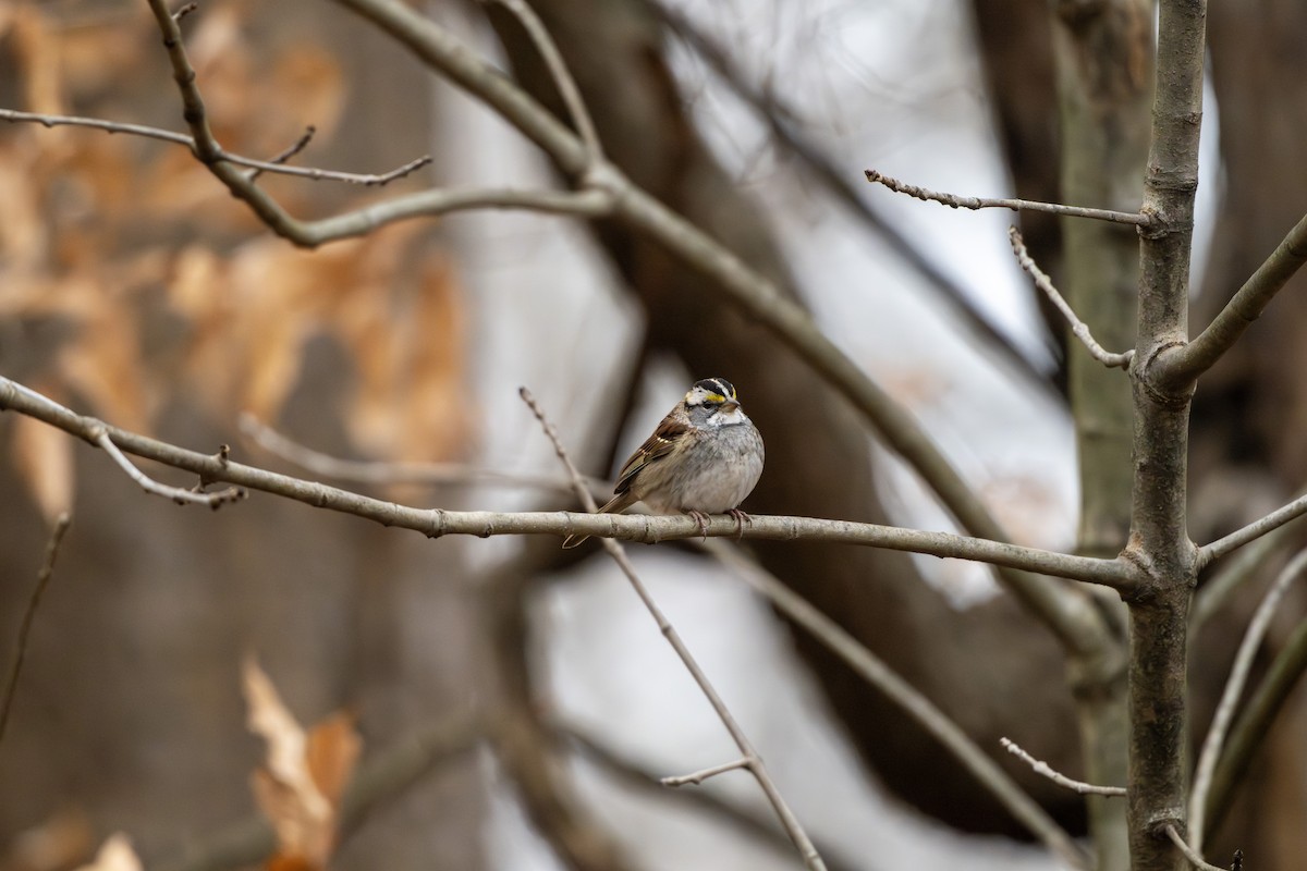 Bruant à gorge blanche - ML646158130