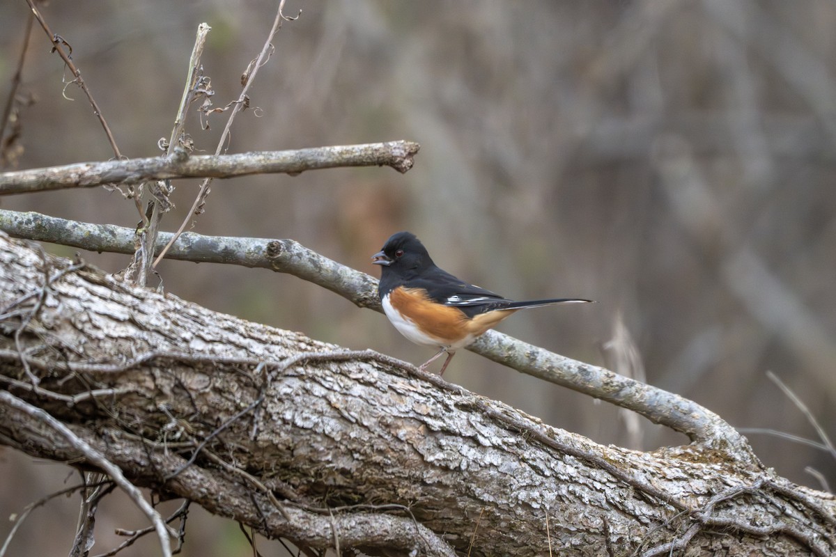 Tohi à flancs roux - ML646158137