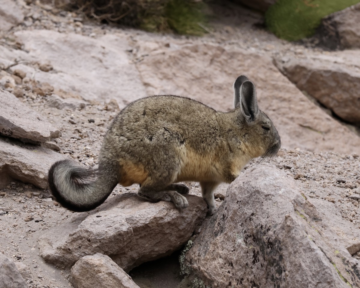 Mountain Viscacha - ML646158141