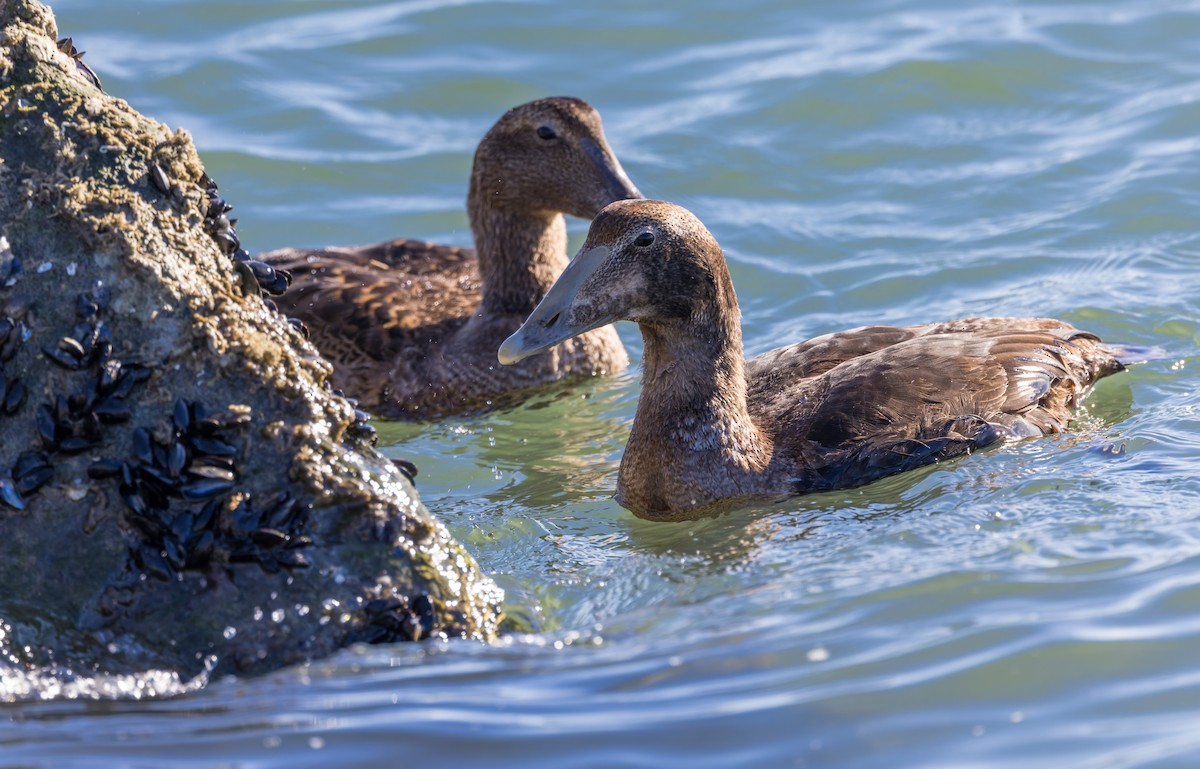 kajka mořská - ML646158143