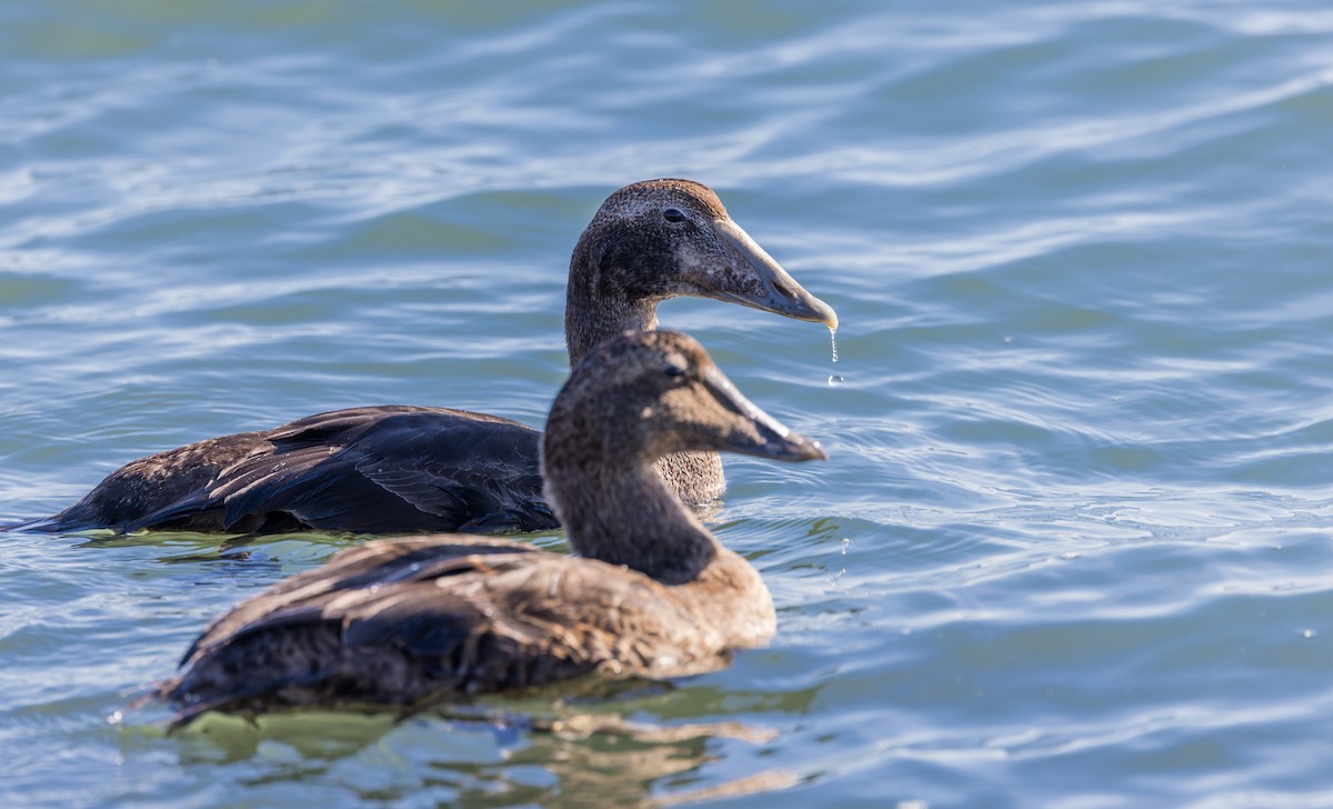 kajka mořská - ML646158144