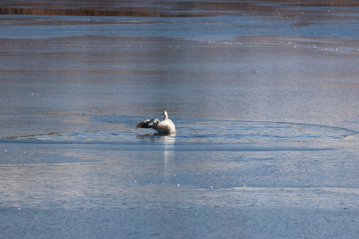 Snow Goose - ML646158145