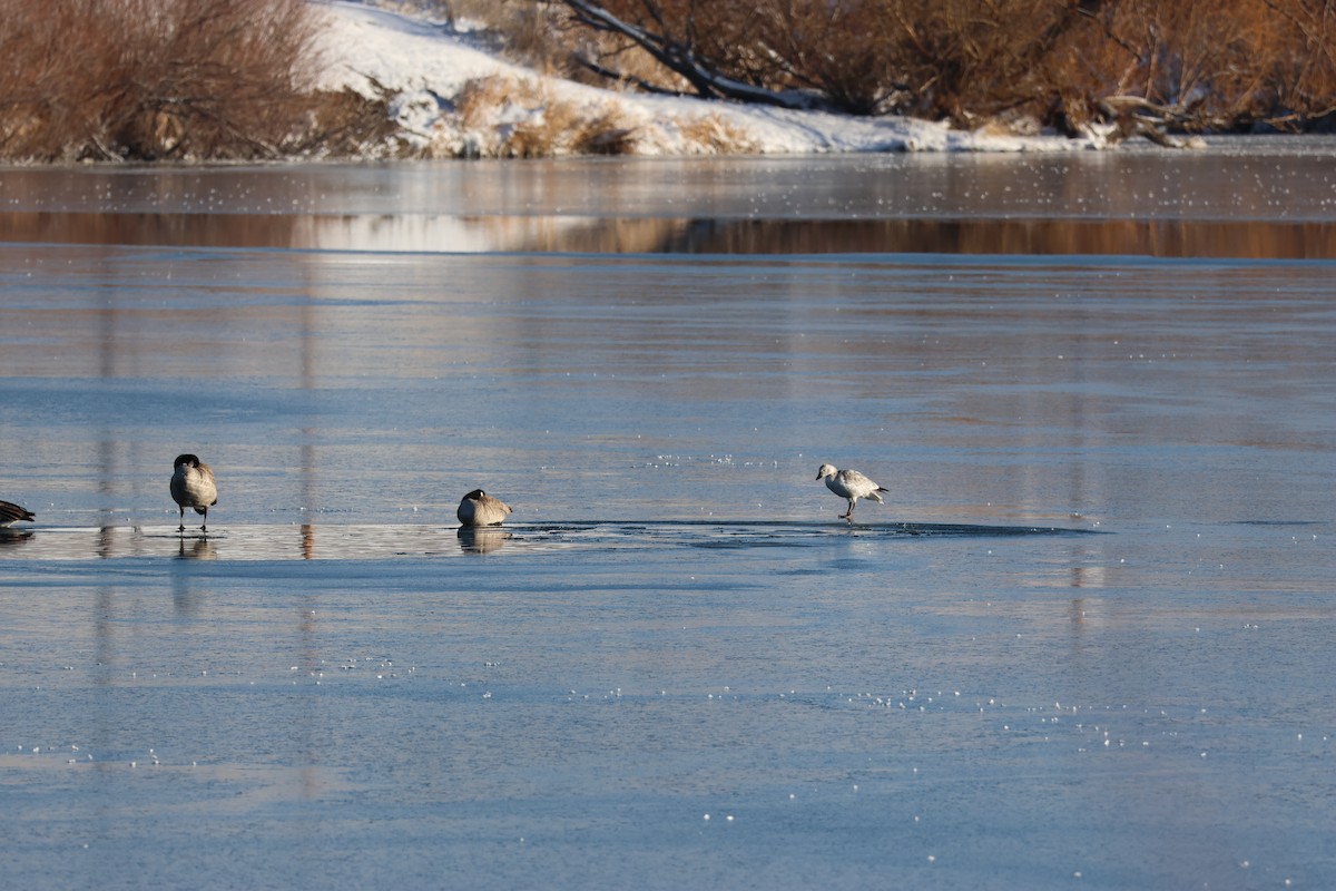 Snow Goose - ML646158146