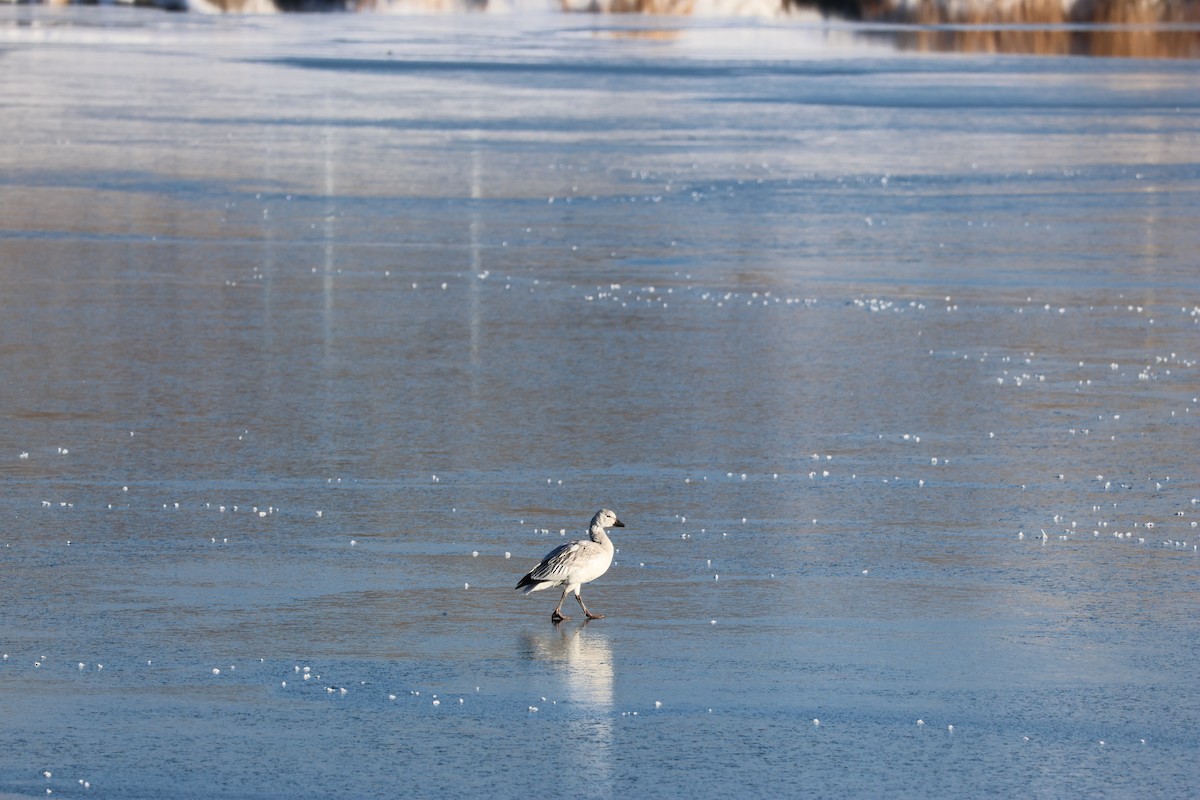 Snow Goose - ML646158147