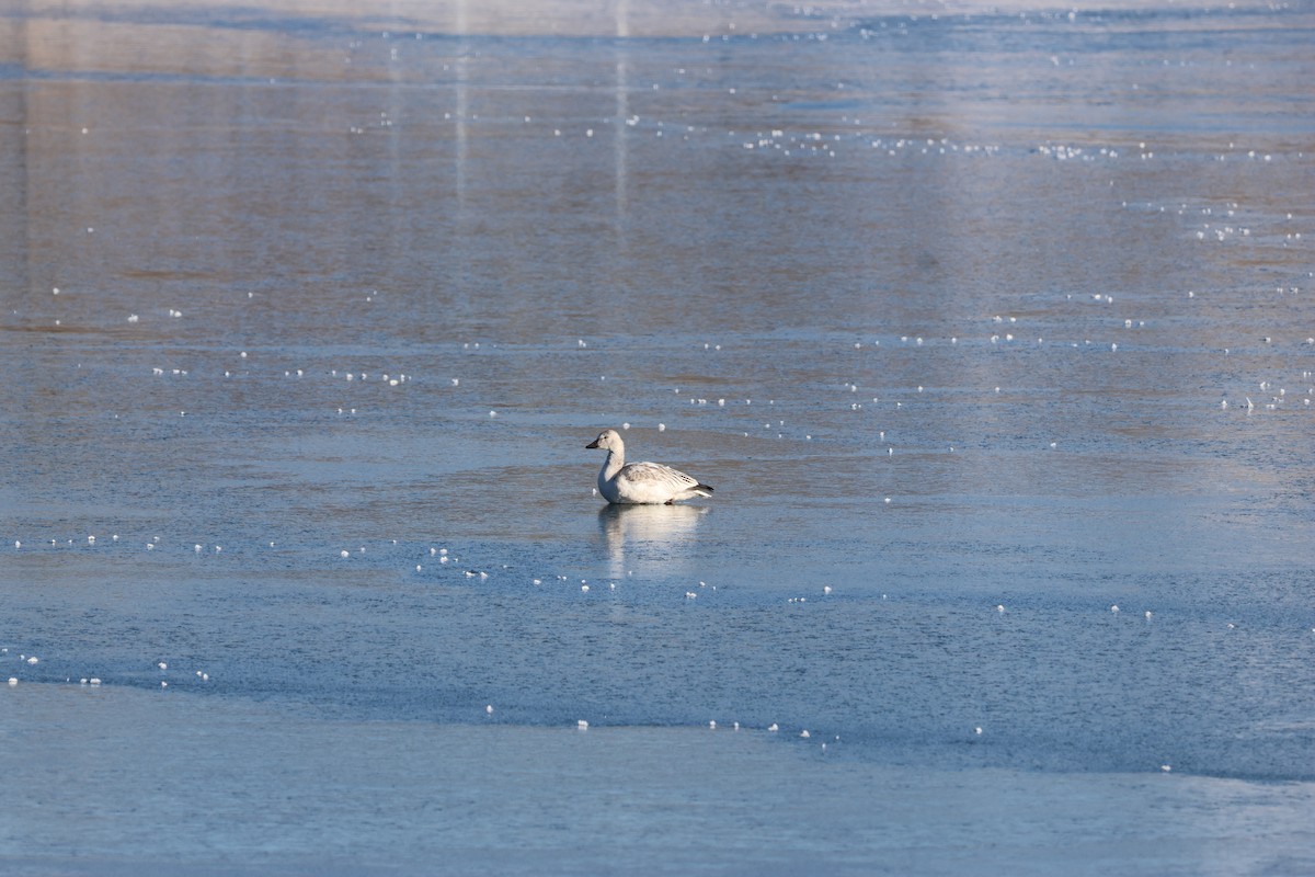 Snow Goose - ML646158148