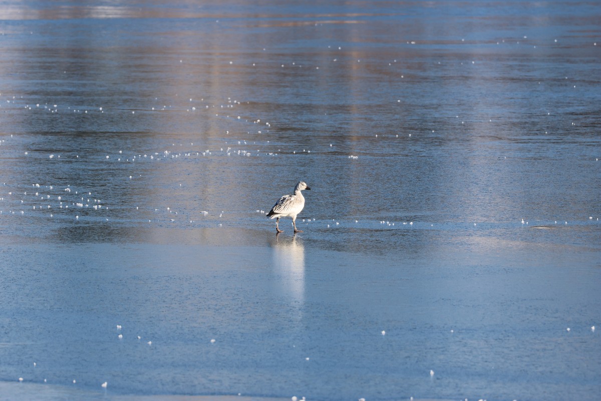 Snow Goose - ML646158149