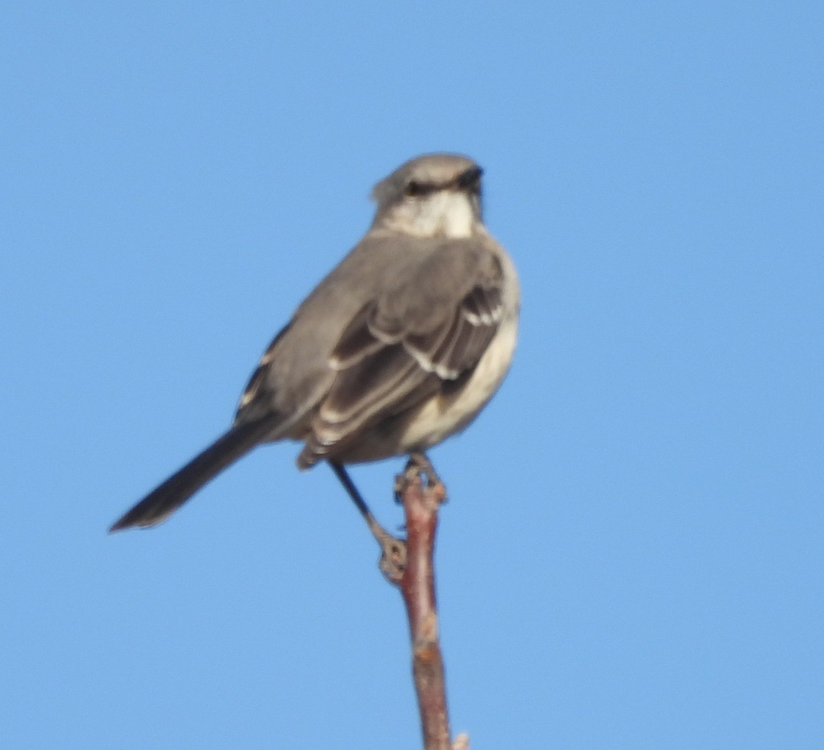 Northern Mockingbird - ML646158151