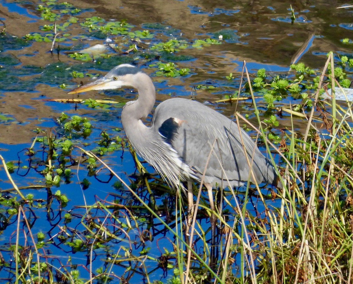 Great Blue Heron - ML646158152