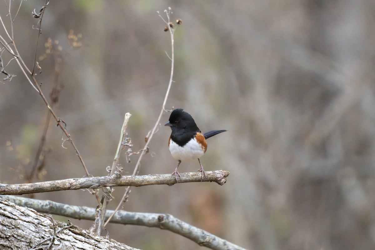 Tohi à flancs roux - ML646158154