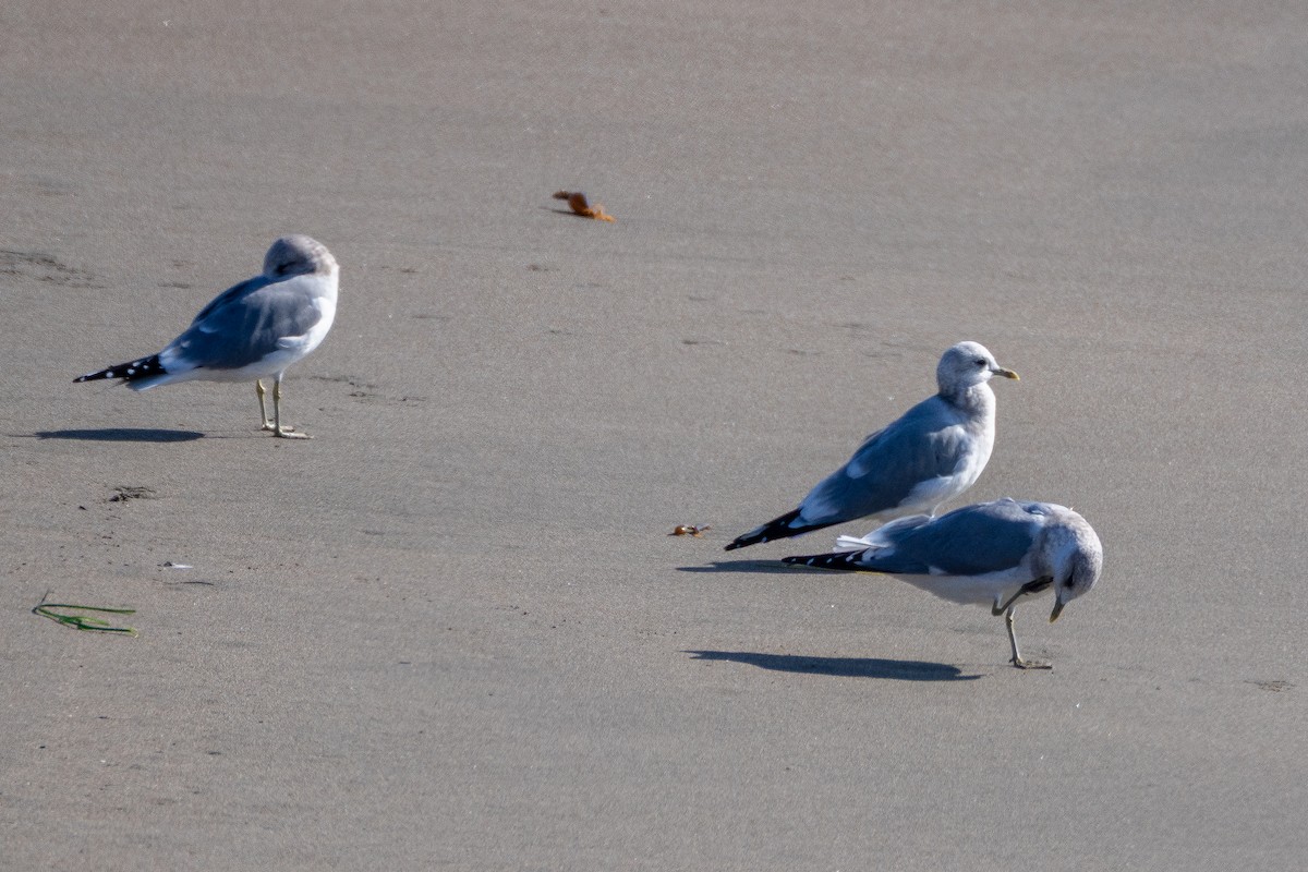 Kısa Gagalı Martı - ML646158158