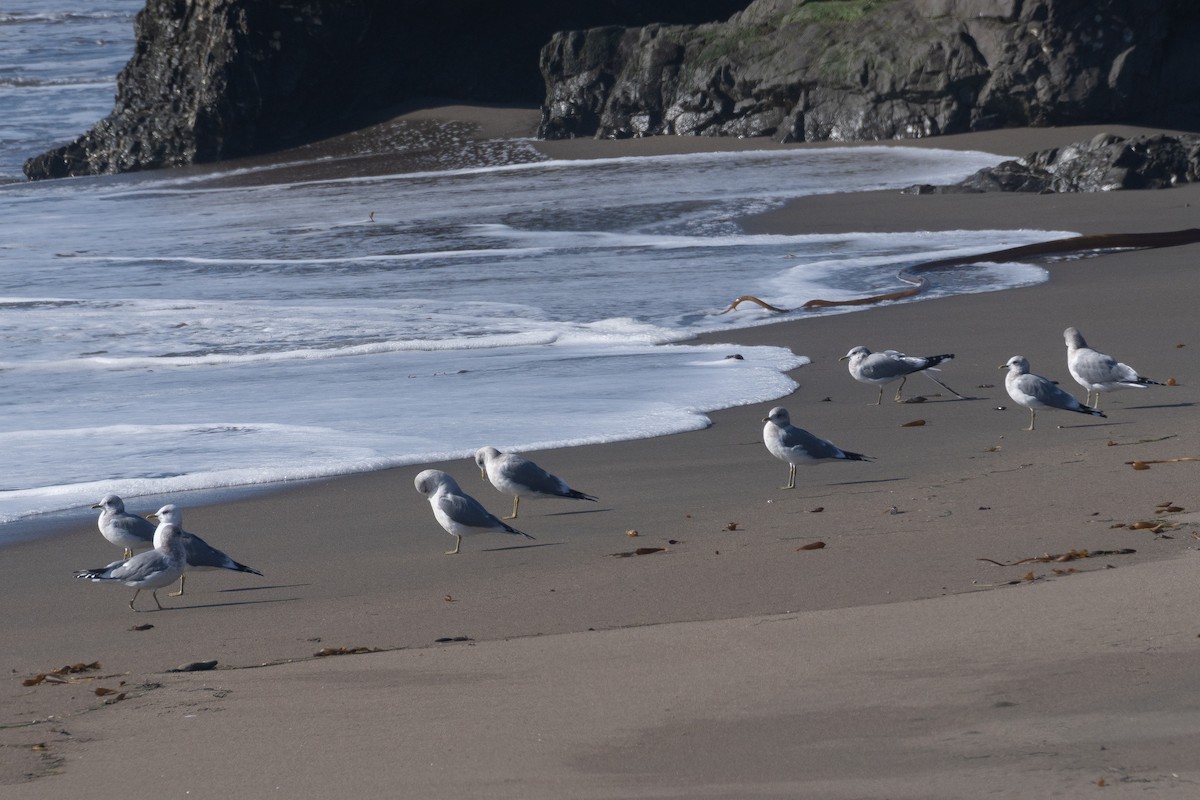 Kısa Gagalı Martı - ML646158160