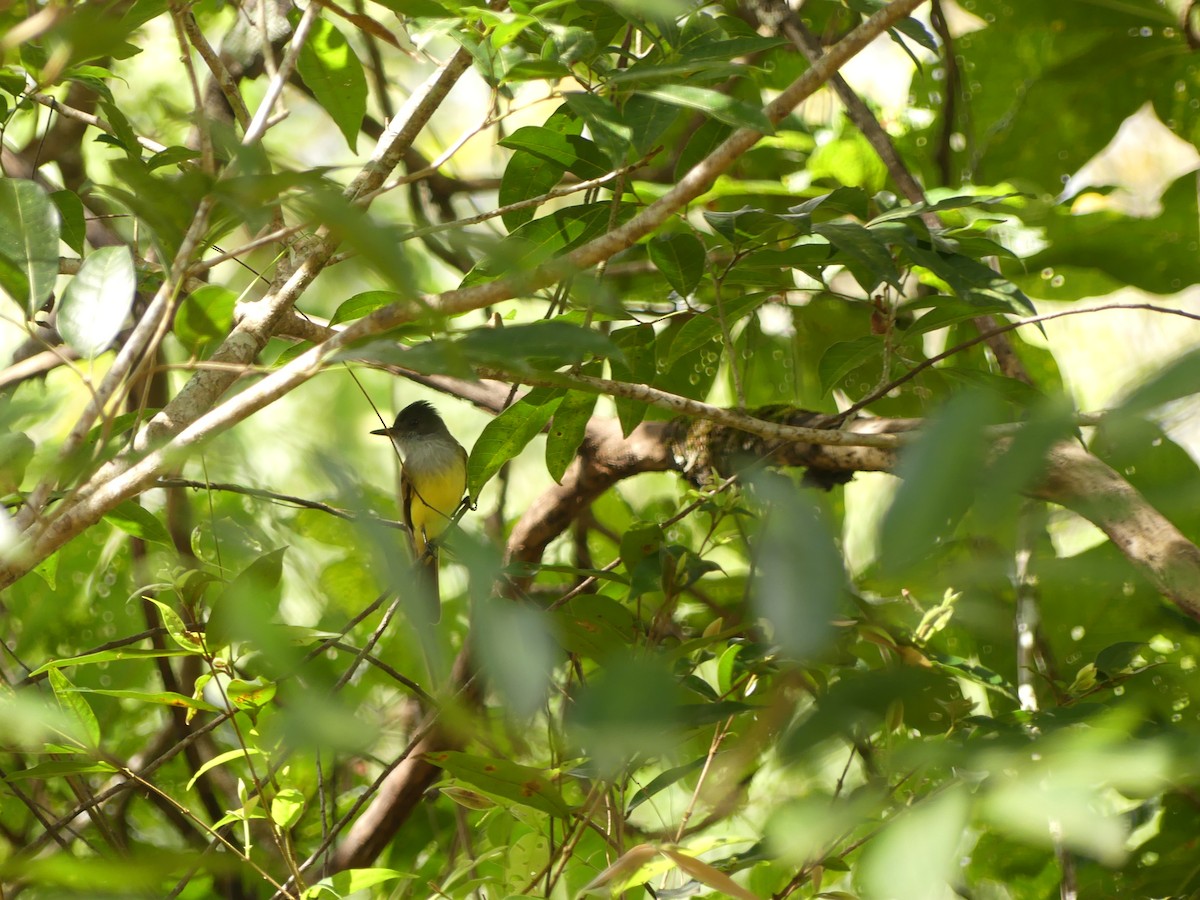 Dusky-capped Flycatcher - ML646158162