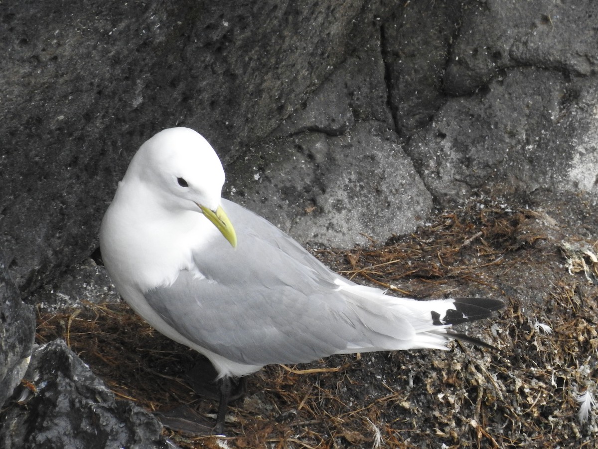 Kara Ayaklı Martı - ML646158165