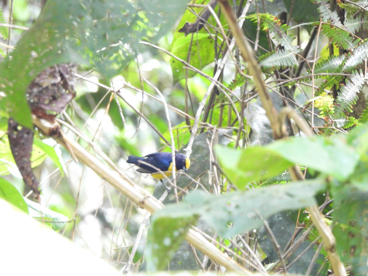 Organiste à ventre orange - ML646158167